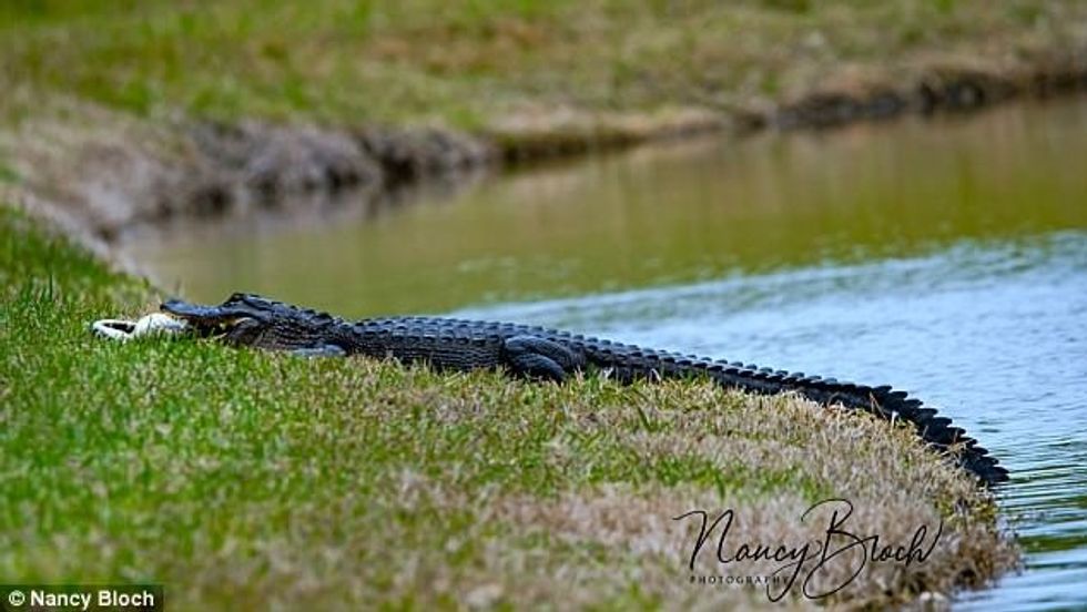 Krokodili foto 3
