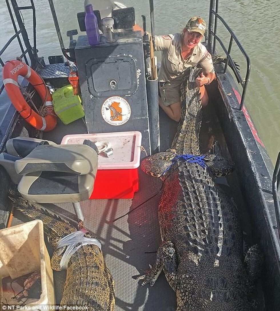 Krokodili gjigant më i gjatë se katër metra kapet ne ujerat ku peshkataret zene peshq foto 2