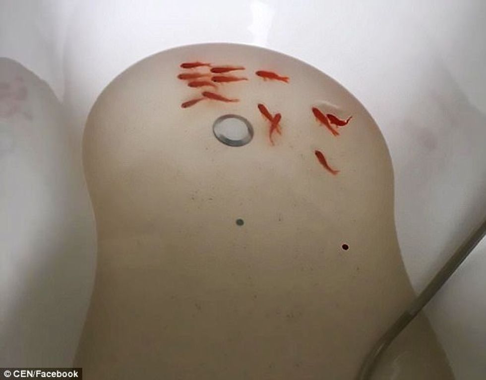 Kthehen nga muaji mjaltit gjejne shtepine e kthyer ne kopsht zoologjik foto 2