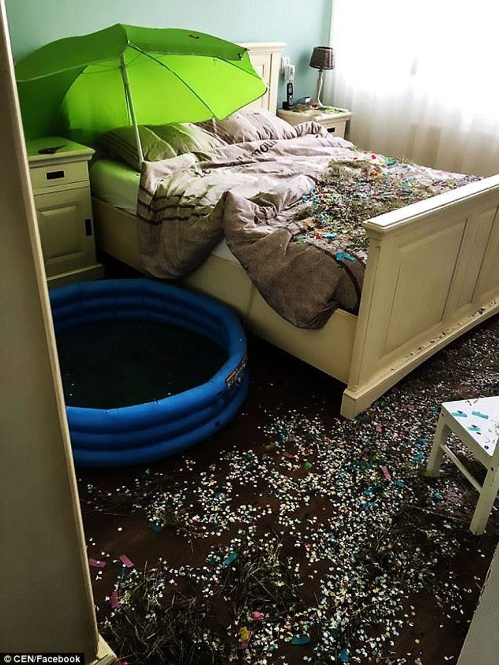 Kthehen nga muaji mjaltit gjejne shtepine e kthyer ne kopsht zoologjik foto 4