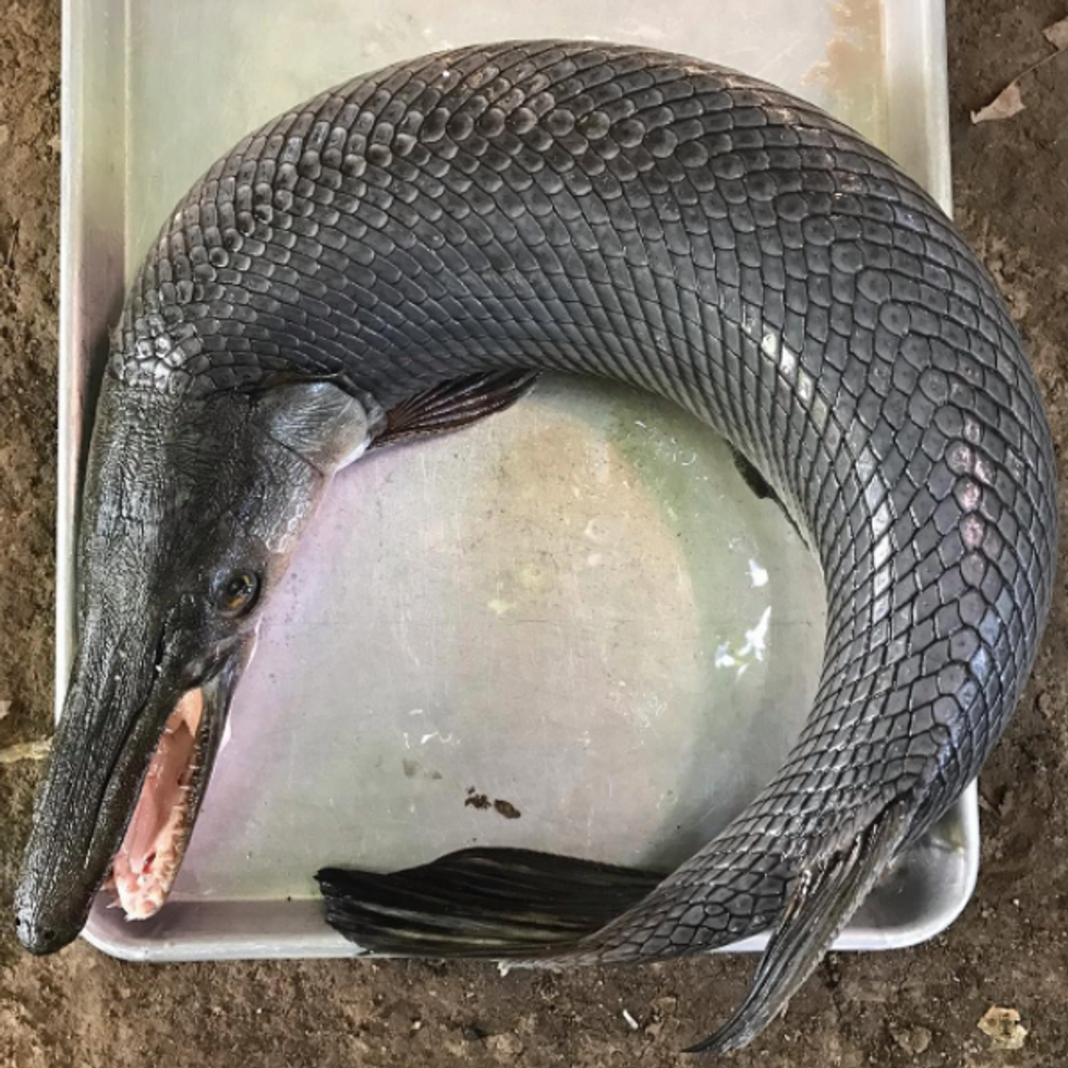 kuzhinieri-shqiptar-rene-regjepi-pergatite-nje-peshk-te-frikshem-qe-i-perket-parahistorise-foto-2