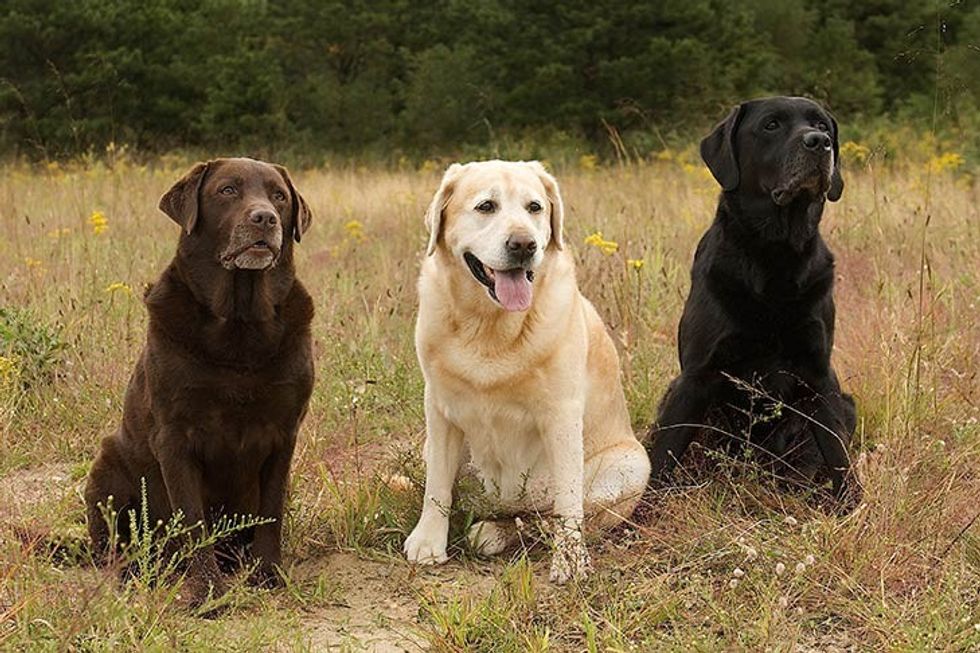 Labrador Retrievers three colors