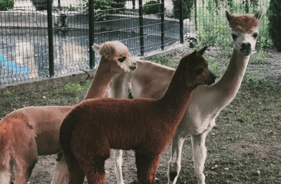 lama zoo sk