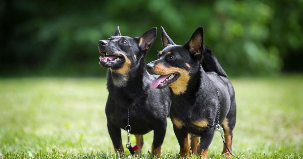 lancashire heelers standing in the grass