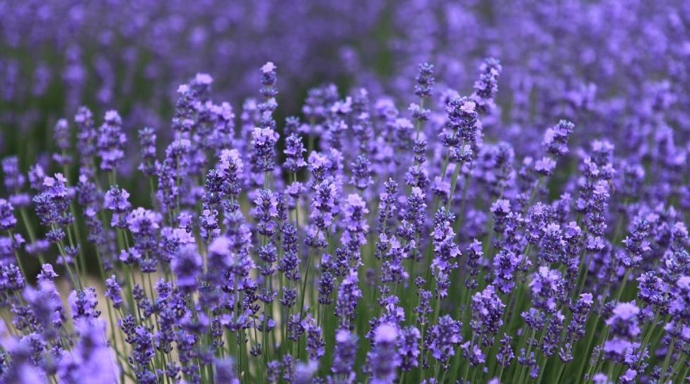 lavender 543728 1280 1