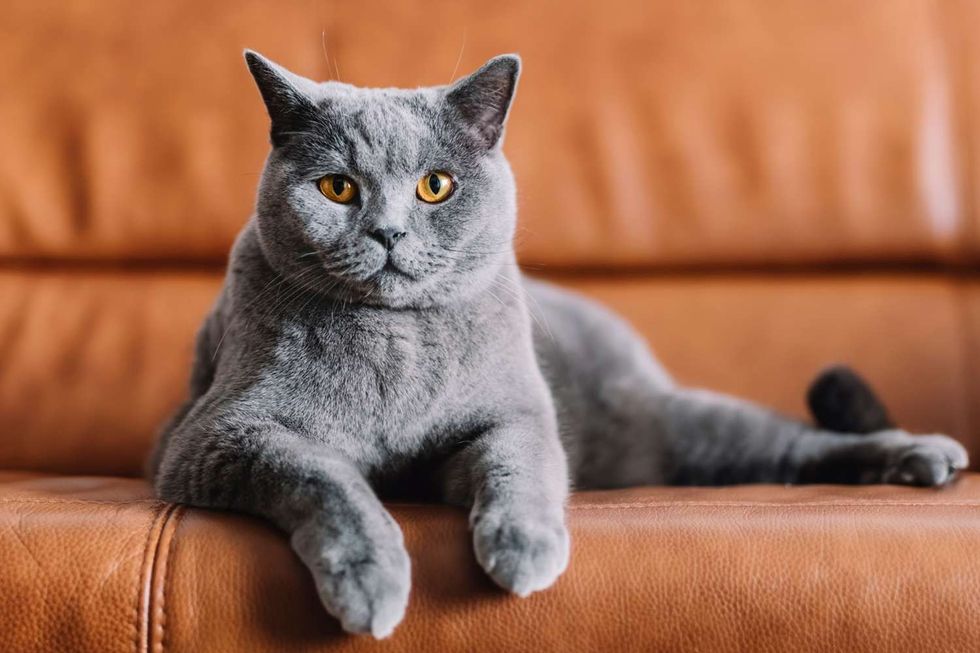 learn all about the chartreux cat 4767395 hero 0d05cf6bcc664b20bd2483c9edaa2a77