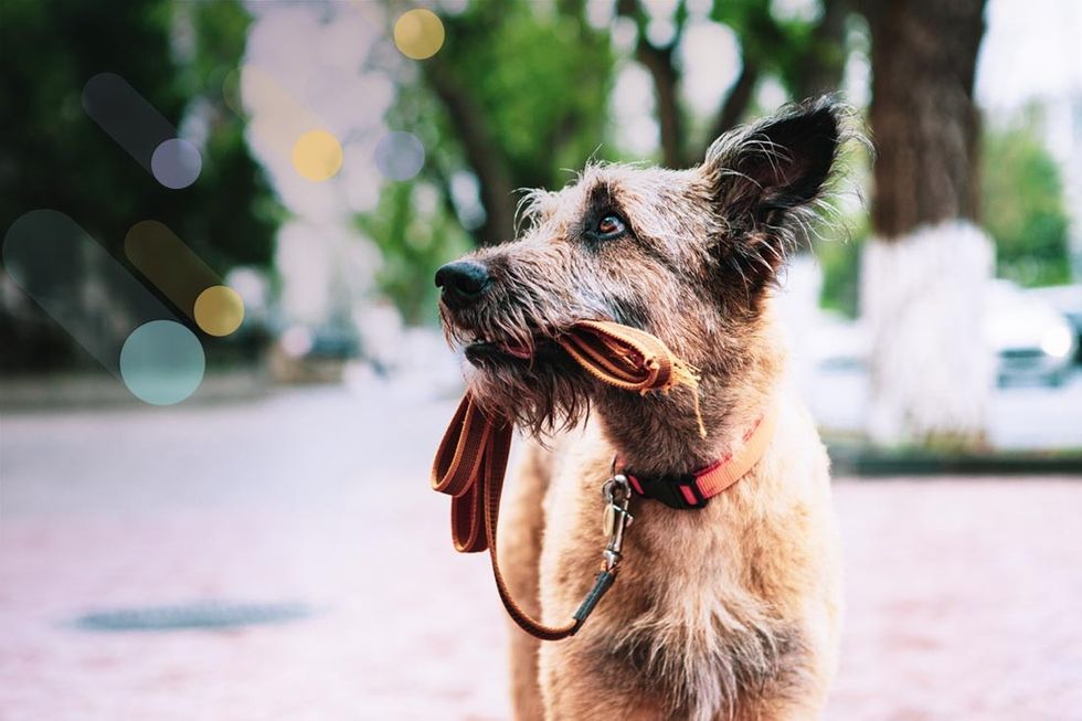 lost dog how to avoid the unthinkable 1