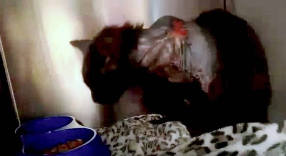 macja-mbeti-me-lendime-pasi-i-ndezen-fishekzjarrin-e-lidhur-per-qafe-foto-2