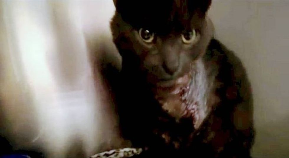 macja-mbeti-me-lendime-pasi-i-ndezen-fishekzjarrin-e-lidhur-per-qafe-foto-3