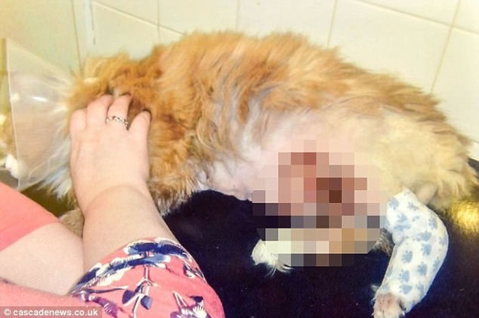 Macja udhëtoi 240 kilometra pranë motorit të veturës djegiet ia sheruan me mjaltin e veçante foto 2