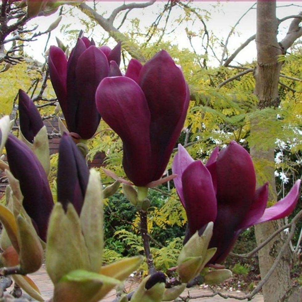 magnolia nigra flower
