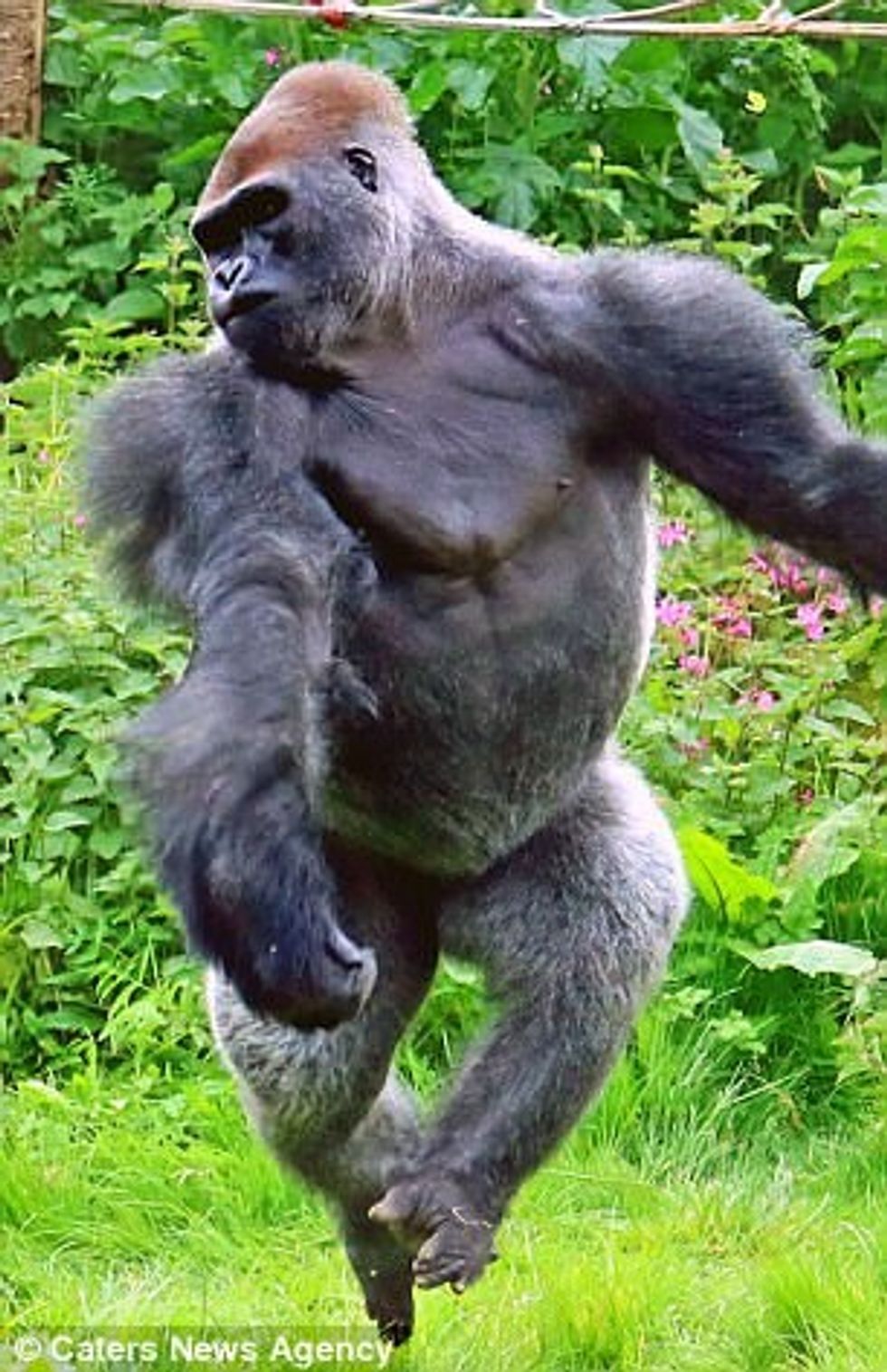 Majmuni befason me lëvizje sikur vallëzim baleti foto 2