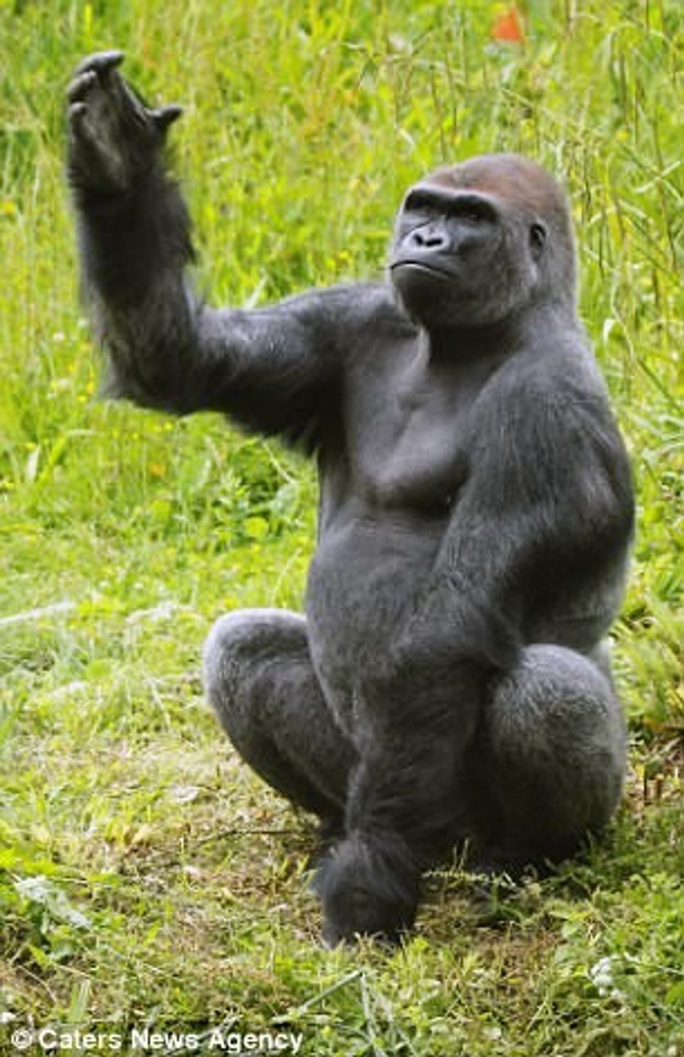 Majmuni befason me lëvizje sikur vallëzim baleti foto 3