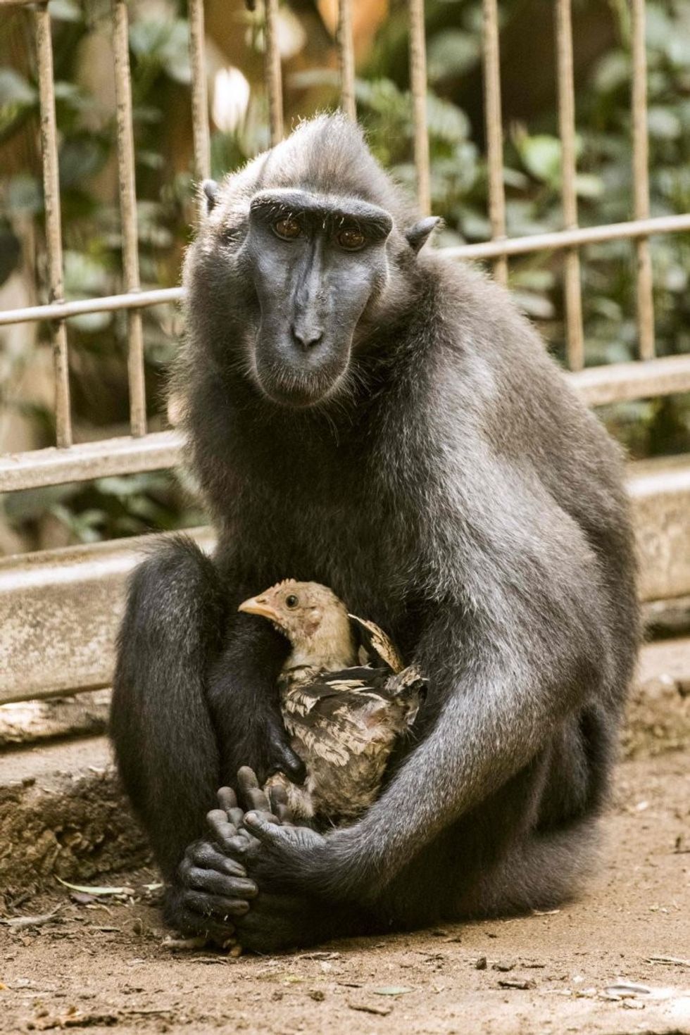 Majmuni i vetmuar adopton pulën dhe tani janë të pandashëm foto 2