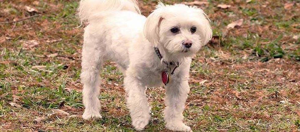 maltese