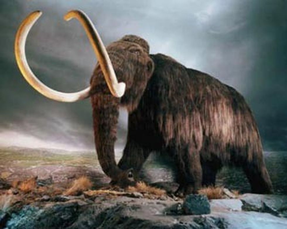 mamut1