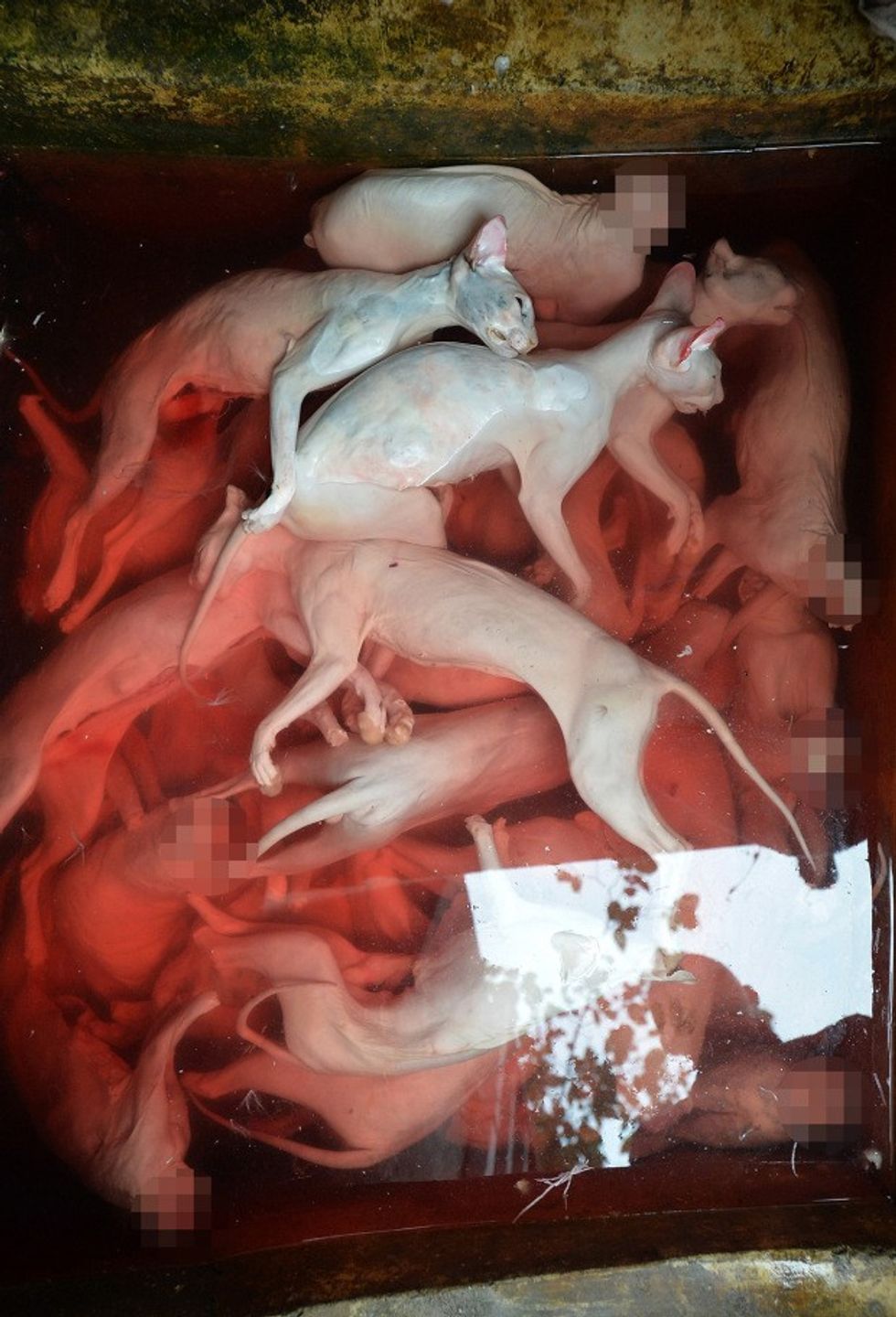 Mandatory Credit: Photo by Imaginechina/REX/Shutterstock (7527767f) Dead cats butchered and to be sold to restaurants by Chinese