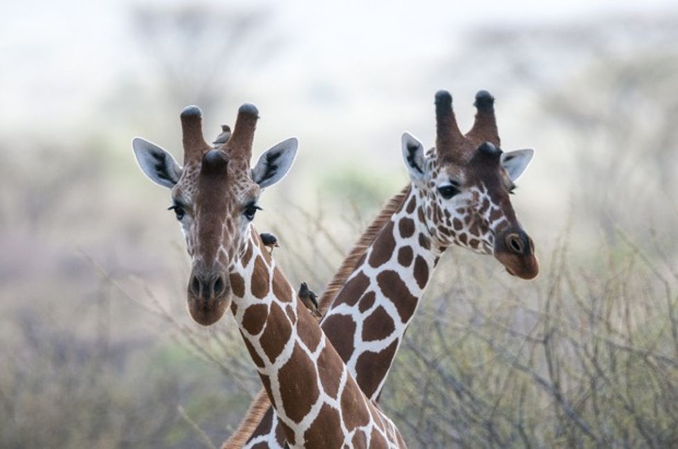 Marsabit National Park, Kenya.