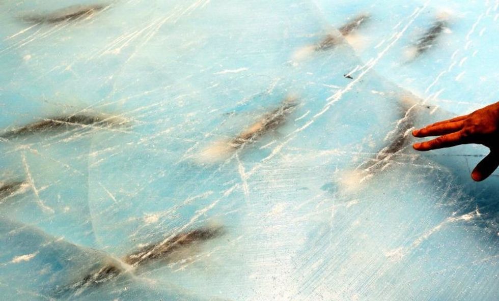 mbyllet-patinazhi-bizar-ne-te-cilin-ndodheshin-pesemije-peshq-te-ngordhur-foto-6