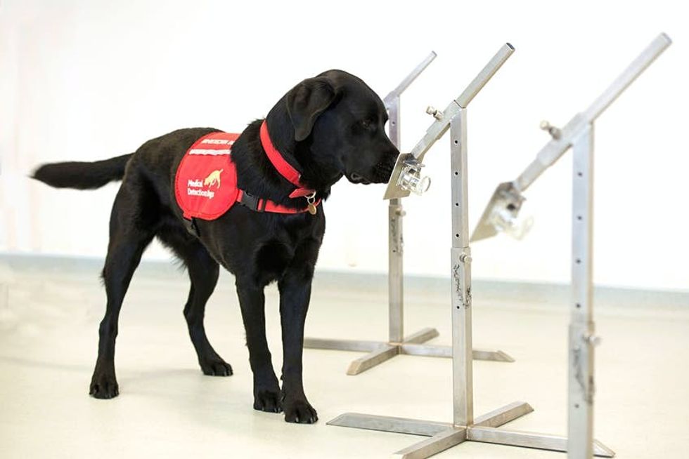 Medical dog training