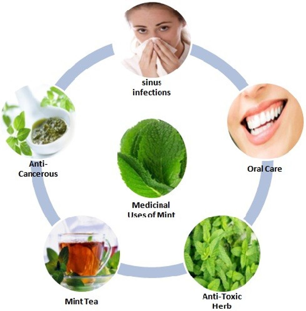 Medicinal Uses of Mint(2)