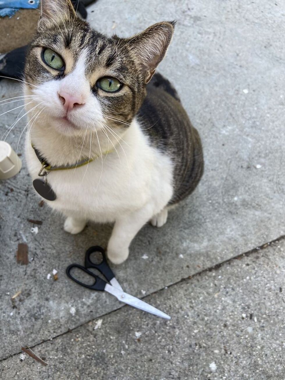 meet china the kleptomaniac cat that steals from her neighbors 4