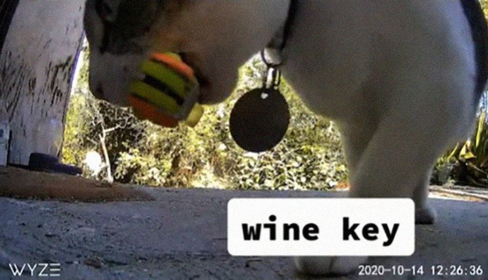 meet china the kleptomaniac cat that steals from her neighbors 8