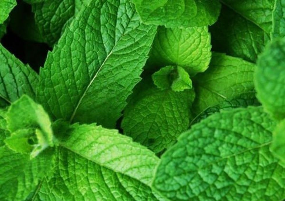 menthol flavor concentrate liquid 1