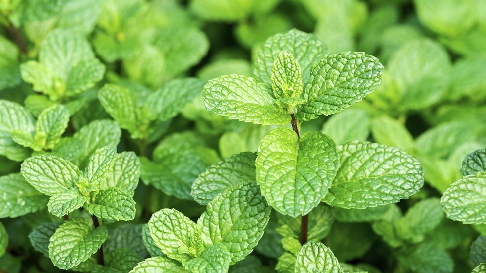 menthol for pain relief