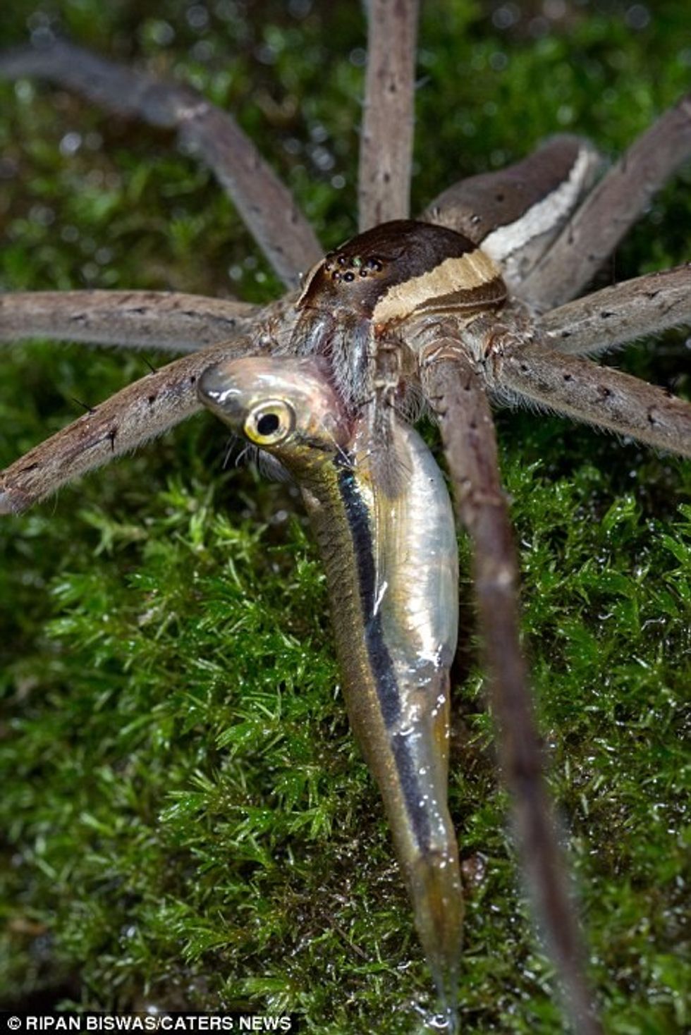Merimanga e ujit e hëngri njëherësh peshkun e vogël foto 2