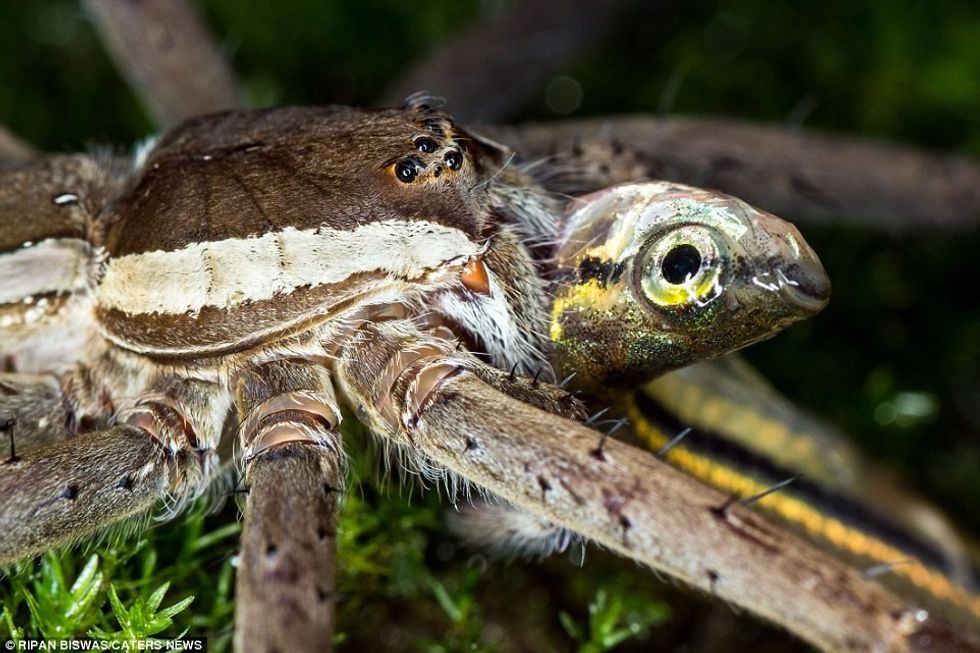 Merimanga e ujit e hëngri njëherësh peshkun e vogël foto 3