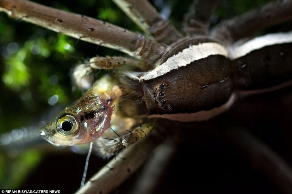 Merimanga e ujit e hëngri njëherësh peshkun e vogël foto 5
