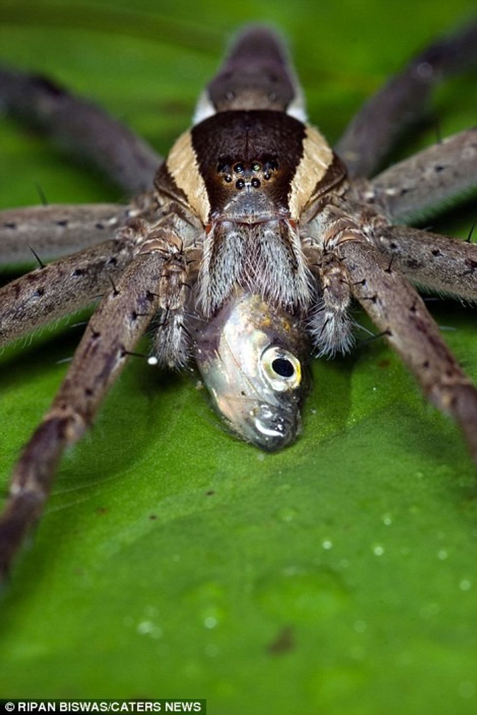 Merimanga e ujit e hëngri njëherësh peshkun e vogël foto 6