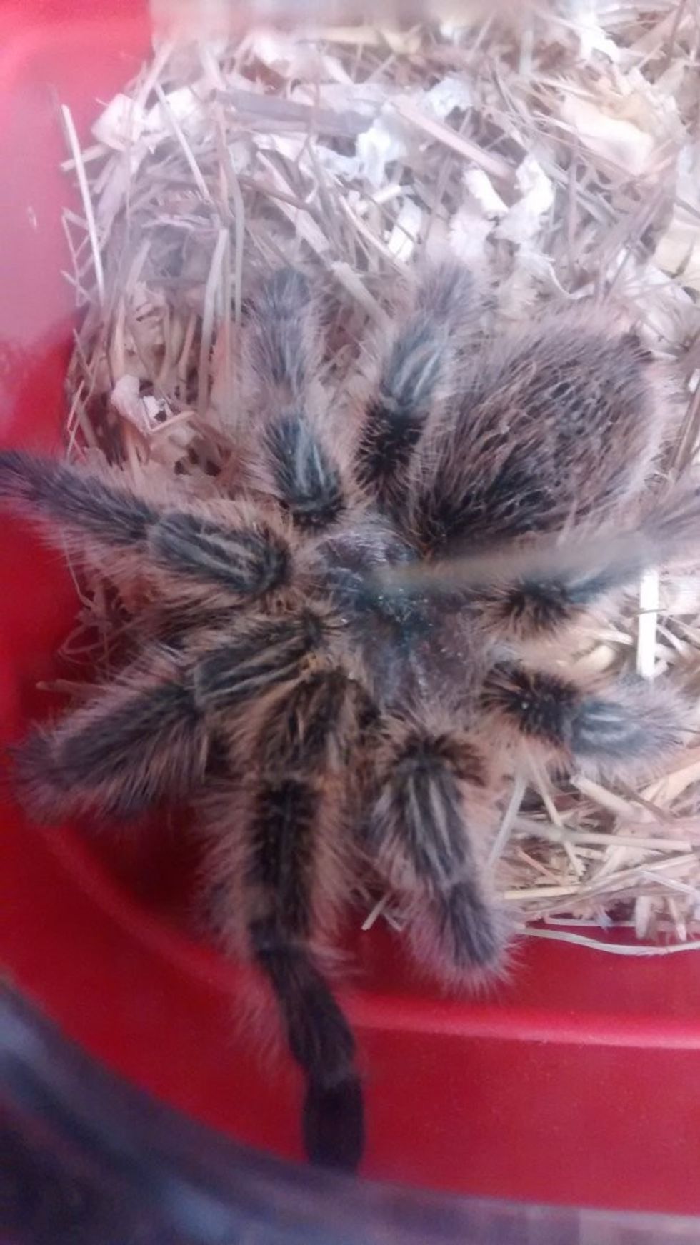 Merimanga në madhësi të pjatës shihet duke levizur ne nje kopsht foto 2