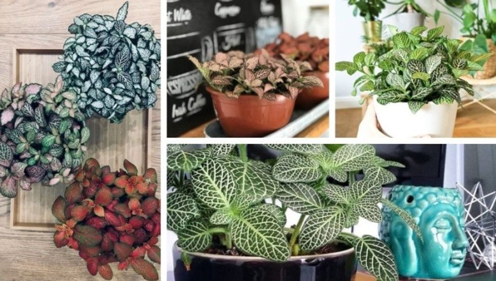 mermaids tail succulent for garden 1