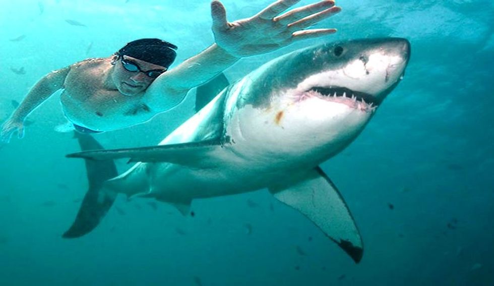 michael phelps great white shark