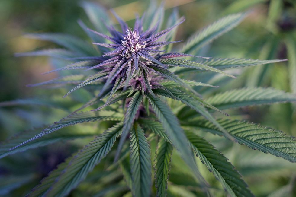 mississippi marijuana 774