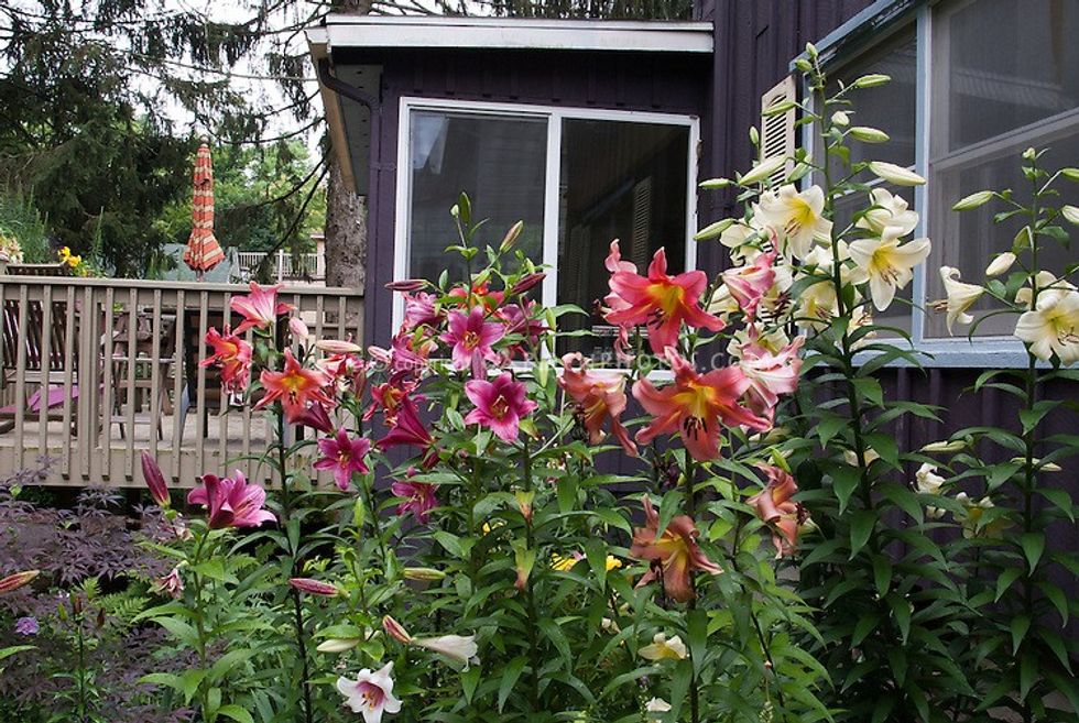 Mixed Lilies J046955