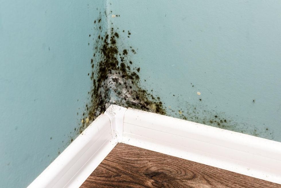 mold in the home