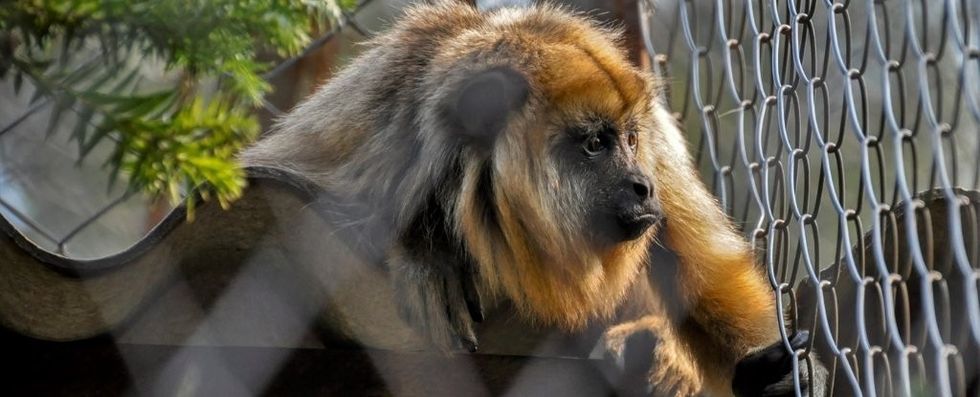 monkeyzoosounds 1024