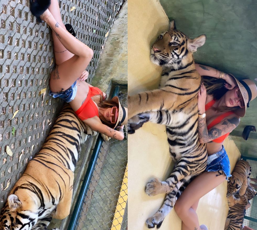 morenatiger