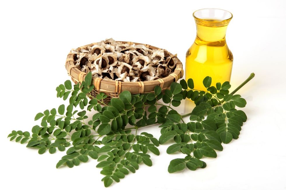 moringa oil leaf seeds