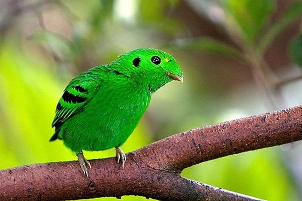 most beautiful birds in the world 37 photos 23