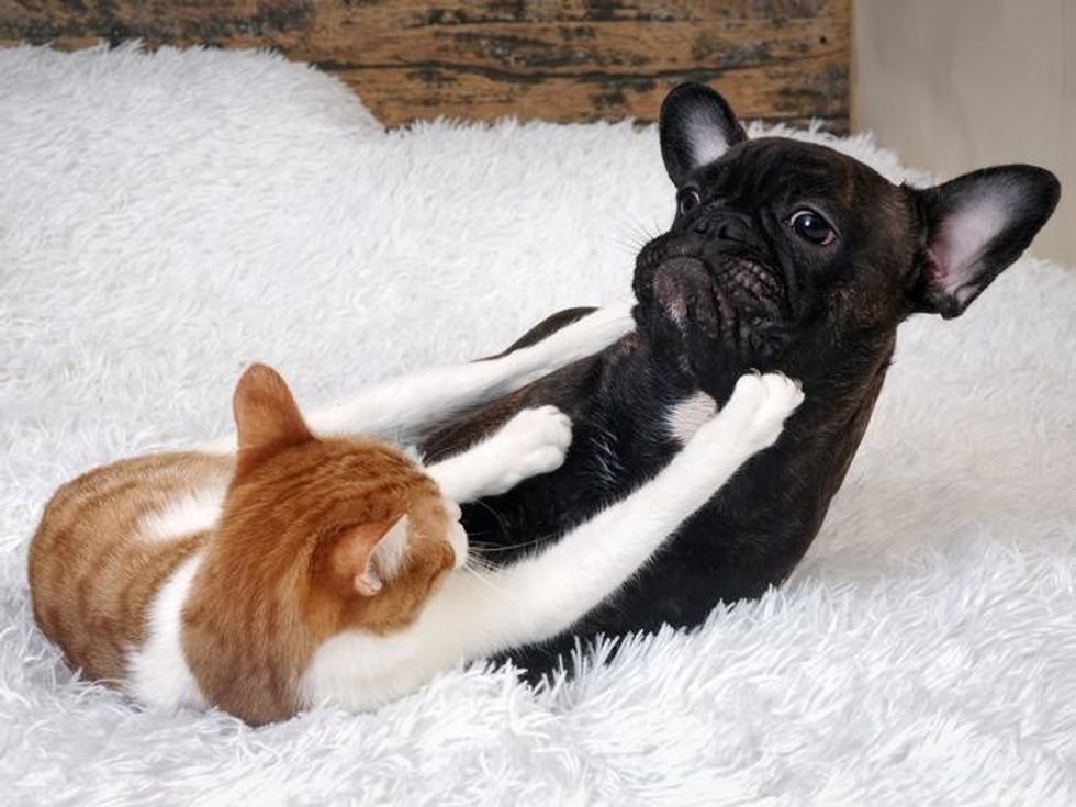 my cat keeps attacking my dog 3433 orig