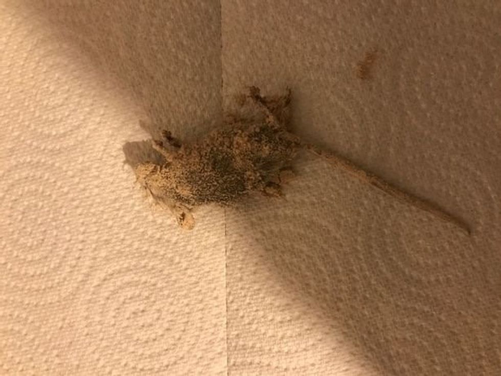 Në proteinat që i konsumonte për tre javë gjeti nje mi te ngordhur foto 2