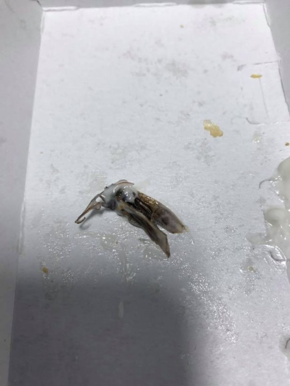 Në sandviçin e blerë gjeti një insekt që shkakton infeksione foto 2