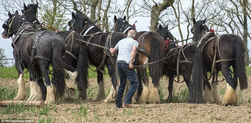 Në vend të makinerive moderne token prej 400 hektareve e leron me ndihmen e kuajve foto 2