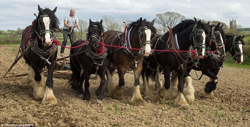 Në vend të makinerive moderne token prej 400 hektareve e leron me ndihmen e kuajve foto 3