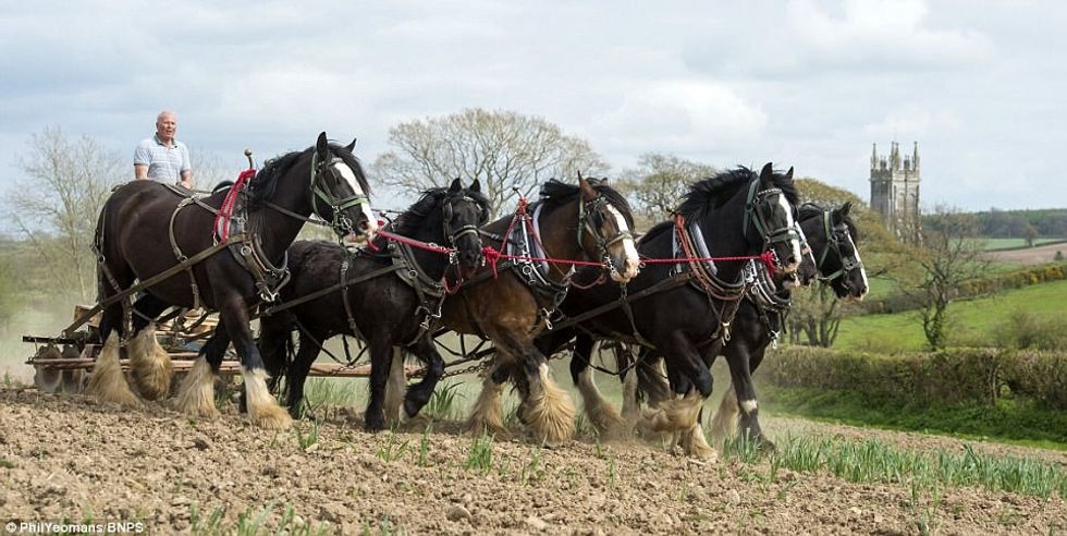 Në vend të makinerive moderne token prej 400 hektareve e leron me ndihmen e kuajve foto 4