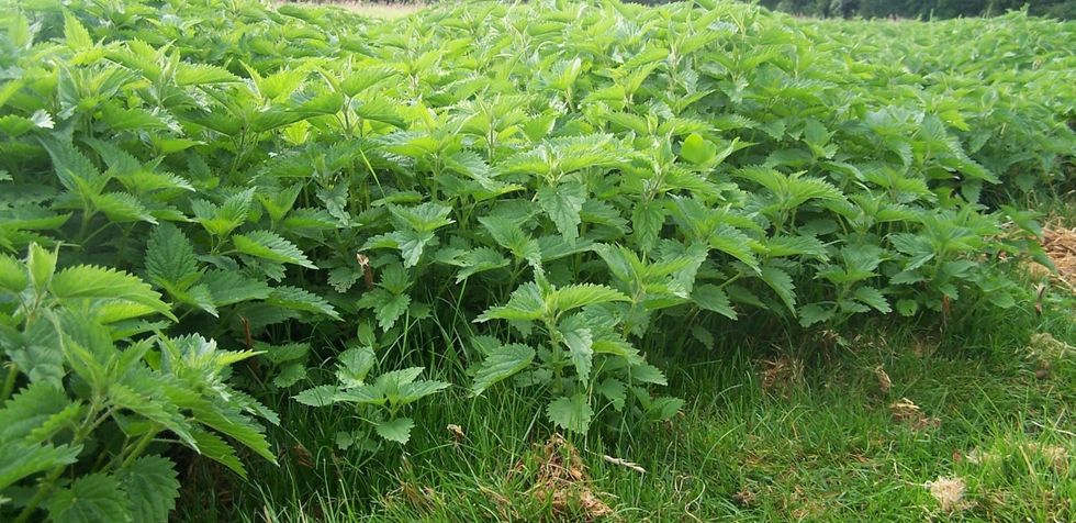 nettle-plant
